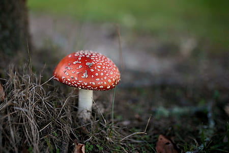 selective focus photo of red mushroom thumbnail