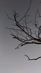 closeup photography of bare tree thumbnail