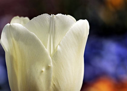 selective focus photography of white rose thumbnail