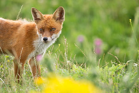 brown fox on grass field thumbnail