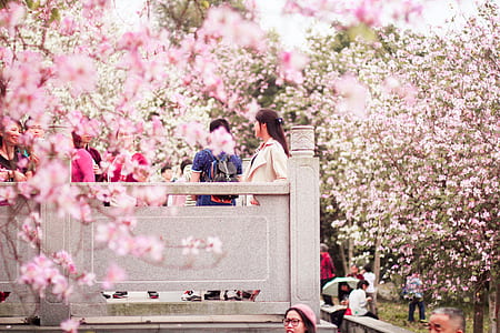 two person standing on concrete terrace near pink leaf trees thumbnail