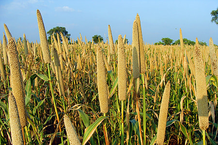 brown wheat field under blue sky thumbnail