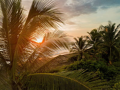 coconut trees near body of water at golden hour thumbnail