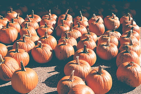 orange pumpkin lot thumbnail