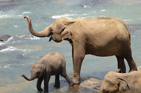 two elephants near body of water thumbnail