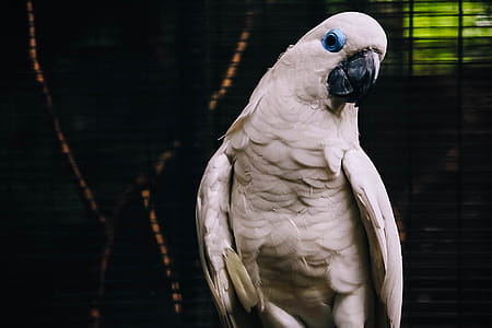 White Cockatoo thumbnail