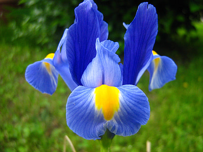 blue and yellow flower thumbnail