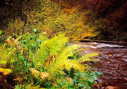 fern near river thumbnail