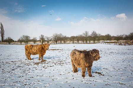 Two Beige Yaks on Snow Terrain thumbnail