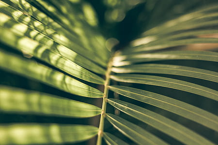 selective focus photography of green leafed plant thumbnail