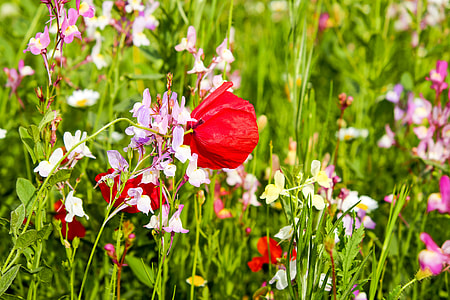 shallow focus photography of pink and red flowers thumbnail