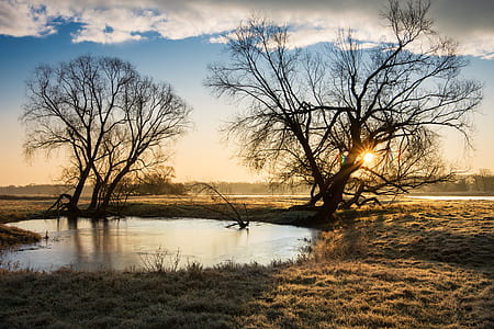 pond near two bare trees in the desert during golden hour thumbnail