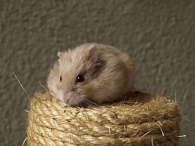brown rabbit on wicker nest thumbnail
