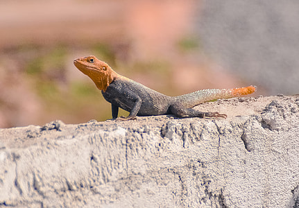 black and brown iguana under sunny sky thumbnail