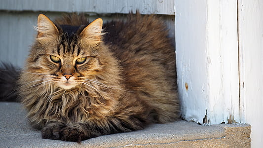 close-up photo of black and brown cat thumbnail