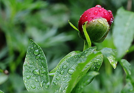 water droplets on red rose thumbnail