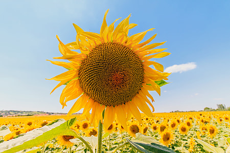 sunflower flower under blue sky thumbnail