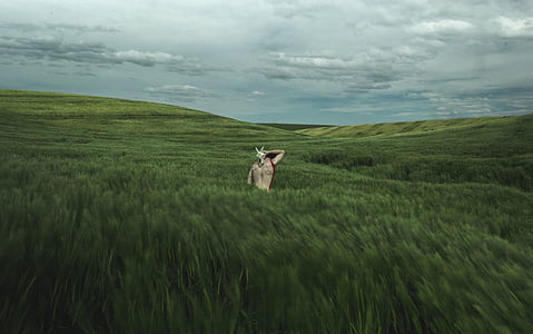 person in grass field at daytime thumbnail