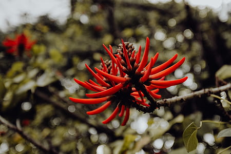 Tropical Botanical Garden in Belem, Lisbon, Portugal thumbnail
