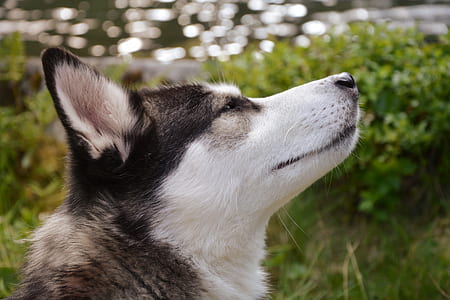 selective focus photography of black and white Siberian husky puppy thumbnail