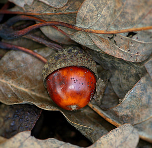 micro shot of red acorn thumbnail