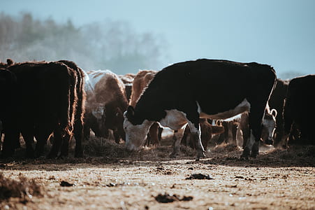 herd of cows thumbnail
