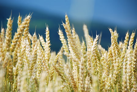 selective focus photography of wheat thumbnail