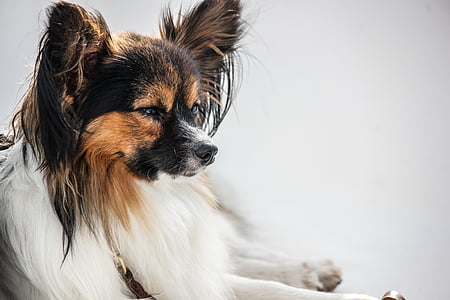 black, brown, and white Papillon dog on white background thumbnail