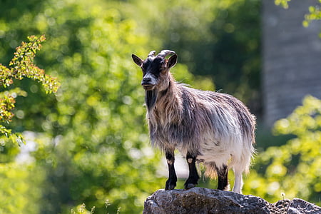 goat on top stone beside grass thumbnail