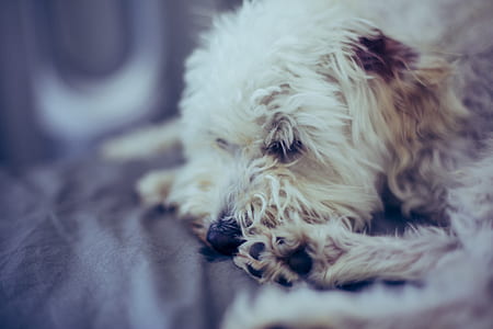 shallow focus photography of puppy lying on rug thumbnail