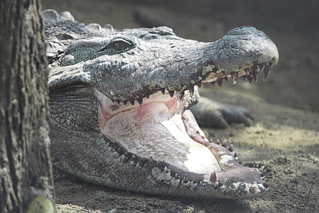 gray alligator thumbnail