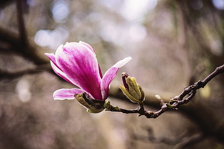 nature, blur, flower, macro thumbnail