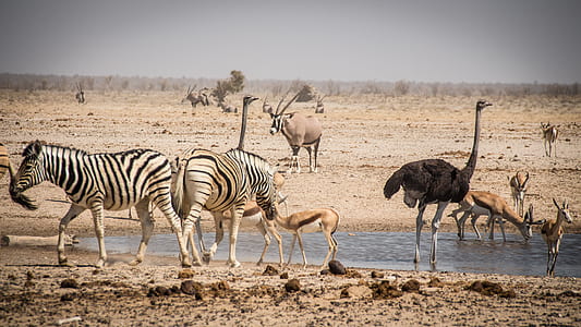 animals drinking on lake thumbnail