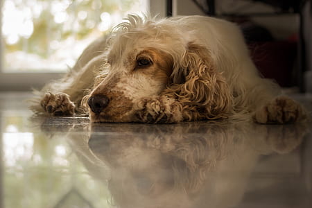 short-coated brown dog laying on ground thumbnail