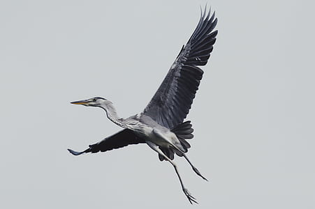 flying bird during daytime thumbnail