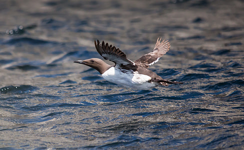 white and gray bird over body of water thumbnail