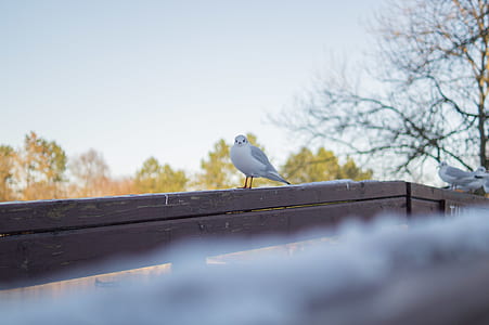 White and Gray Bird on Brown Wooden Handrail thumbnail