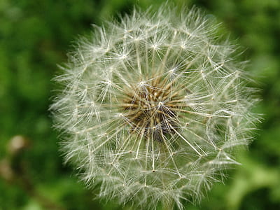 white dandelion in closeup photography during daytime thumbnail
