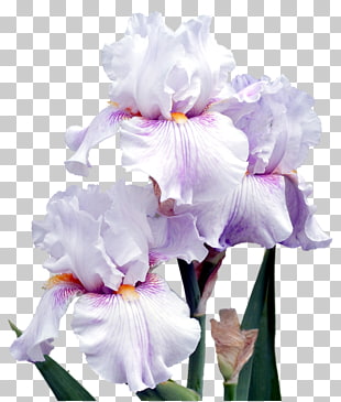 1 Valyusha S Dnem Rozhdeniya Png Cliparts For Free Download Uihere