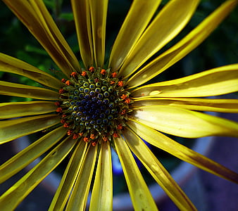 macro photo of yellow petaled flower in bloom thumbnail
