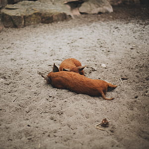 two brown piglets lying down on sand thumbnail