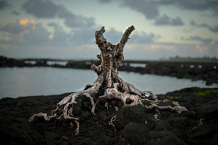 brown drift wood planted on mud thumbnail