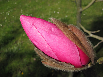 pink Magnolia flower bud at daytime thumbnail