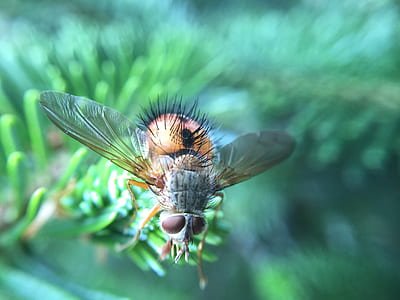 brown fly on green pine tree thumbnail