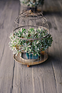 SUCCULENTCAGE thumbnail