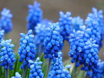 blue grape hyacinth flowers in bloom at daytime thumbnail