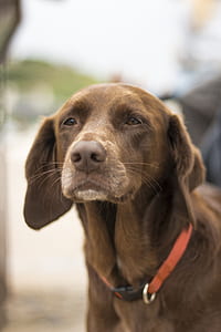 adult chocolate Labrador retriever thumbnail