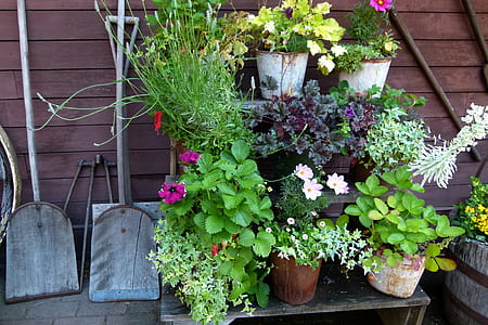 pink and white petaled flowers near brown wooden wall thumbnail