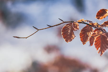 selective focus photography of dried leaves thumbnail