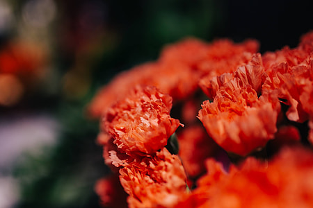 Close-ups of flowers and plants thumbnail